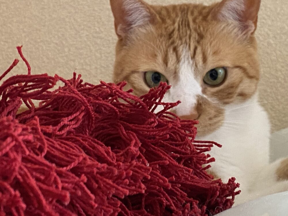 めっちゃごみとれるダスキンモップ