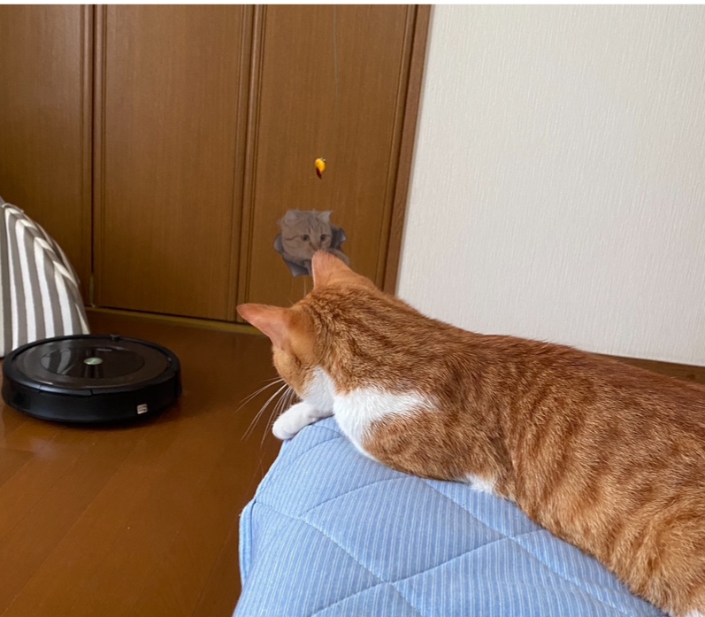 ルンバを狙うねこ