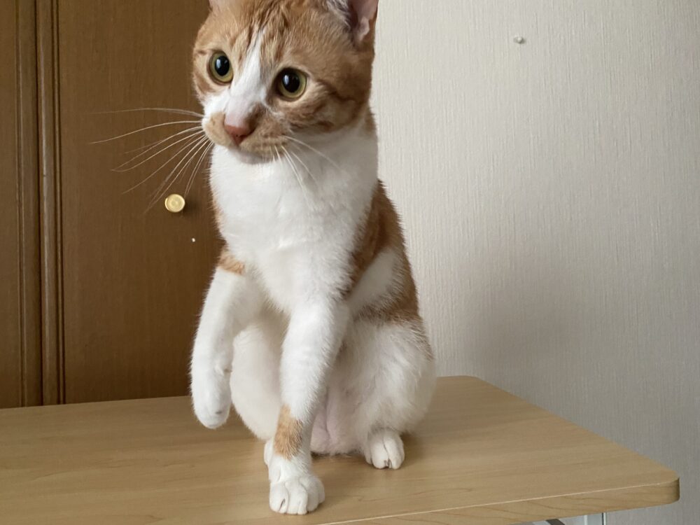 うちのねこ