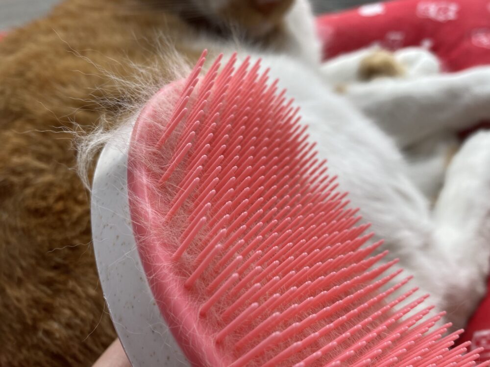 猫ブラッシングした